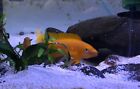 Live Fish (5) F1 Neolamprologus Leleupi Orange Karilani 2”+ African Cichlid