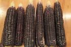 Black Sticky Corn Seeds (30 Seeds). Grown in USA.  FREE SHIP.