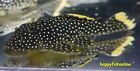 L081 GOLDEN NUGGET PLECO! NICE HEALTHY POLKA DOTTED JUVENILE LIVE FISH WC 4-6 CM