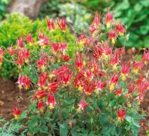 Columbine EASTERN RED Perennial PartShade Attracts Pollinators Non-GMO 200 Seeds