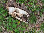 Alabama Coyote Skull Georgia Florida Chattahoochee River Natural Cleaning USA