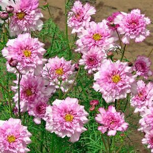 Double Dutch Rose Cosmos Flower Seeds