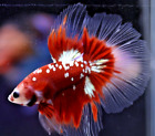 Live Betta Fish - Male Halfmoon Red Gold Galaxy #VJ107
