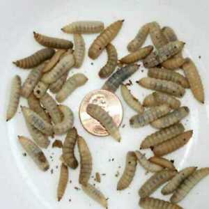 Live Black Soldier Fly Larvae - 50 - 5,000 Free Shipping