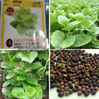 1000+ Green Giant Malabar Spinach Seeds Vine Basella Alba Rubra Vegetable Seeds