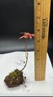 RED JAPANESE MAPLE TREE SEEDLING PACK LIVE PLANT BARE ROOT BLOODGOOD FOR BONSAI
