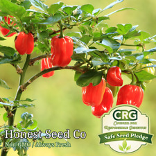 40+ Red Scotch Bonnet Pepper Seeds | Fresh Heirloom Non-GMO Garden Seeds USA