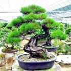 10 JAPANESE BLACK PINE TREE SEEDS (Pinus thunbergii) 