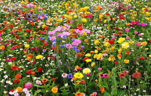 lot of 100 packets packs WILDFLOWER MIX, Packages SEEDS! GroCo**