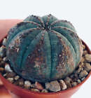 Euphorbia obesa LEN141 -  - LEN141