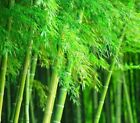 Giant Timber Bamboo Seeds for Planting | Exotic and Fast Growing | Landscaping,
