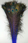 25 Pcs DYED PEACOCK Tail Feathers 30