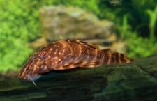 3x Clown Plecos - small awesome fun must have Fish Live Fish Fast Shipping