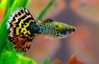 Pack Of 5 Live assorted Dragon Guppy Fry- Live Freshwater Fish Buy 2 Get 3 Free
