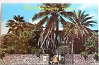Florida FL Key West Hemingway House Postcard Old Vintage Card View Standard Post