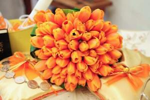 Orange Tulip Bulbs | Prechilled | Indoor Forcing | Ready to Bloom Indoor/Outdoor