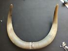 2 Authentic Bison/Buffalo Horn Caps projects decor Native American