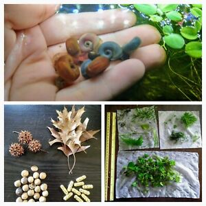 Easy Small Aquarium Beginner Pack, Plants Snails Botanical Root Tabs Shrimp Fish