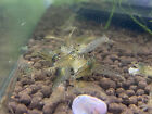 Amano Shrimp 10+ Algae Eater Freshwater USA SELLER FREE SHIPPING