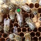 2024 Russian Honey bee Queen - mated - marked - laying  --  ships May 20