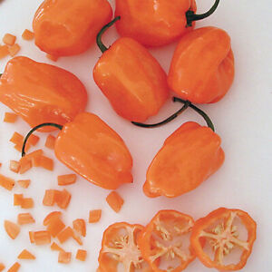 Orange Habanero Pepper Seeds | Non-GMO | Free Shipping | Seed Store | 1003