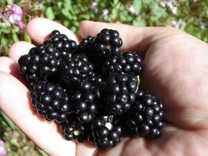 100 SEEDS  Organic Blackberry Blackberries Non-GMO USA Home Grown Very Sweet