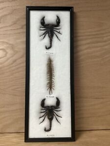 Real Scorpions and Centipede Entomology Display Exotic Taxidermy