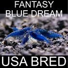 10+3 Ultra Blue Dream - Freshwater Neocaridina Aquarium Shrimp. Live Guarantee
