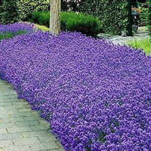 Italian Lavender Seeds | Heirloom - Non-GMO | Free Shipping | Herb Seeds | 1139