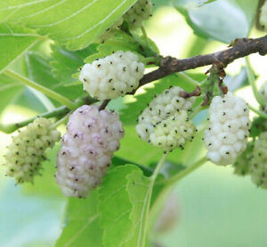 50+ White Mulberry Tree Seeds | Sweet Edible Fruit, USA Seller - Free Shipping