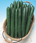 Cucumber Seed: Summer Dance Cucumber Seeds  Fresh Seed   FREE SHIPPING!!!