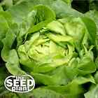 Buttercrunch Lettuce Seeds- 1500 NON-GMO SEEDS