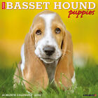 Just Basset Hound Puppies 2024 12