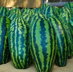 Giant Jubilee Watermelon Seeds | Heirloom & Non-GMO | Fresh Fruit Garden Seeds