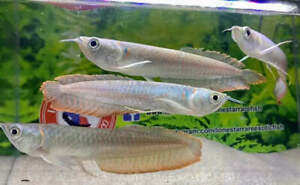 Silver Arowana / Osteoglossum bicirrhosum - Live Freshwater Fish