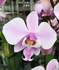 Phal. Schilleriana 'TKB', orchid species, mottled foliage, fragrant