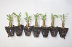 7 Pack Desert Rose Plants, Adenium Obesum,Mixed colors, 2 inch Tall, Seedling