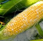 corn, PEACHES AND CREAM bi-color SWEET CORN, 23 seeds!, GroCo# buy US USA
