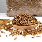 Lot Bulk Dried BSF Mealworms for Wild Birds Food Chickens Hen Fish Treats Food
