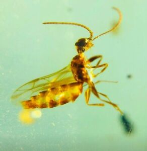 Fossil amber Burmese burmite Cretaceous honeybee insect amber Fossil Myanmar 41