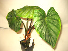 BIG Very Rare Philodendron Mamei Plant 3.5