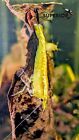 10+2 Yellow Golden Back Shrimp - Freshwater Neocaridina Aquarium Live Guarantee