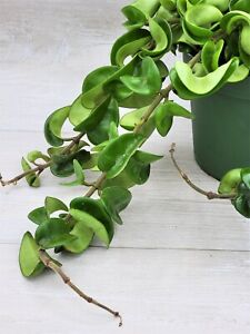 Hoya Compacta “Hindu rope” live rare house plants in 3 inch nursery planted pot