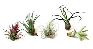 5 Pack Assorted Live Tillandsia Air Plants - Low Maintenance - Exotic Variety