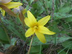 10 Trout Lily Flowers Perennial Bulbs Yellow Lily Bulb Yellow Lilies Bare Roots