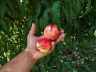 Dwarf Peach Tree {Prunus persica} Fast Growing 5 seeds Free Shipping US seller