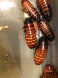 Arboreal Attitudes True Organic Hissing Cockroaches
