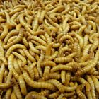 Live GIANT Mealworms Pet Bird Living Feeders Large Meal Worm Food - Live Arrival