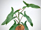 philodendron mexicanum “red back form” live rare indoor plants in 4