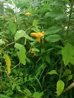 Jewelweed Herb Bulk Dried Natural Organic for Soap or Rash Prevention Products